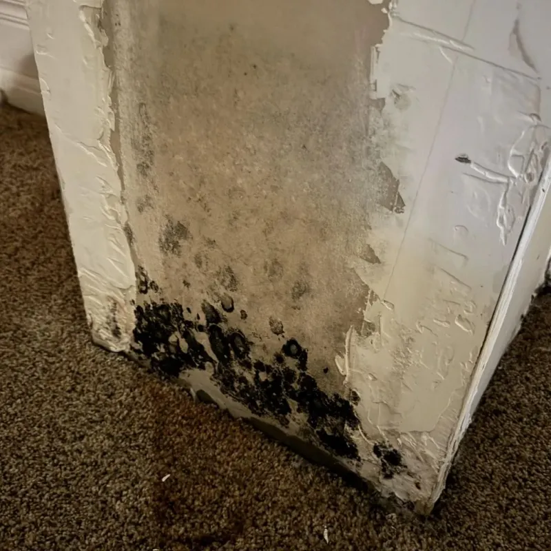 Professional Mold Removal in Decorah, IA